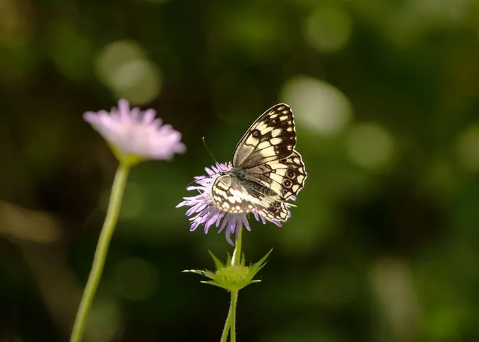 Persephone Halikounas