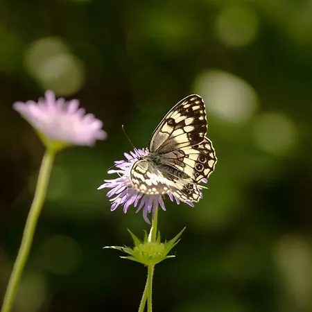 Persephone Halikounas